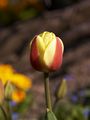 Tulipa Oriental Splendour Tulipan